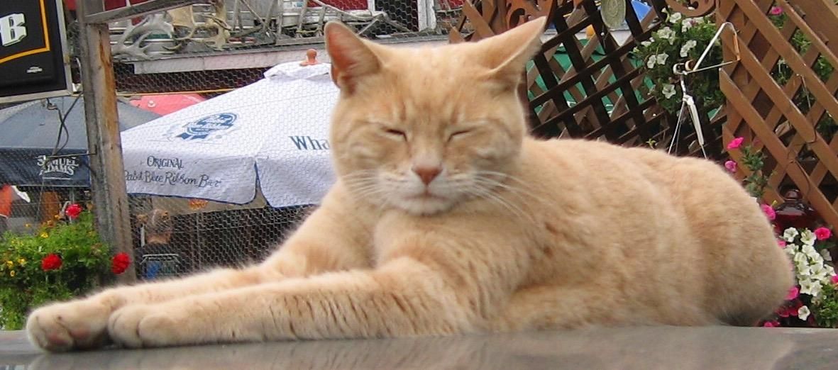 Умер знаменитый кот-мэр из Аляски
