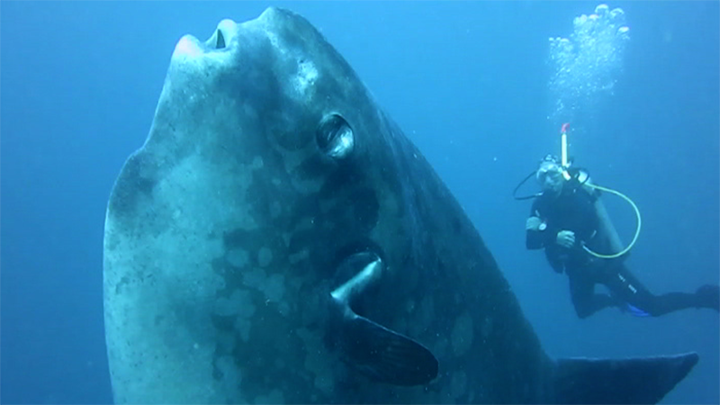 Ученые нашли новый вид рыб Ученые нашли новый вид рыб
