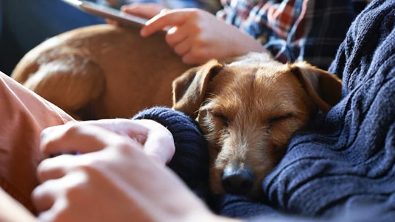 Радіостанцію для собак відкрили у Німеччині Радіостанцію для собак відкрили у Німеччині