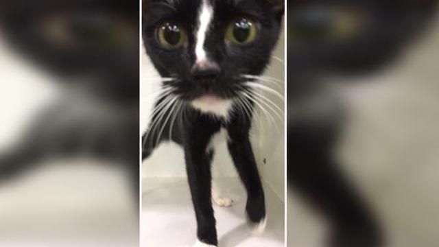 Сеть поразил котенок с очень длинными лапами: фото Сеть поразил котенок с очень длинными лапами: фото