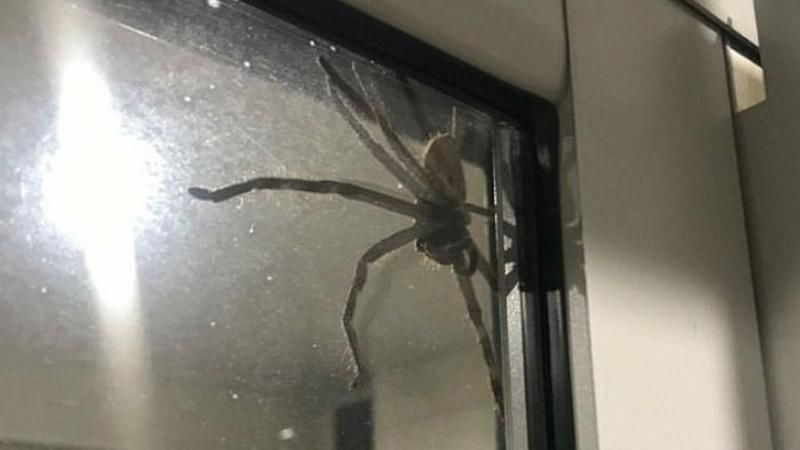 Женщина нашла в доме гигантского паука: жуткие фото