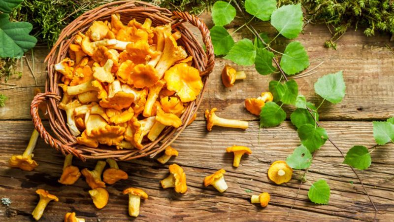 Рецепт из лисичек: что приготовить из лисичек