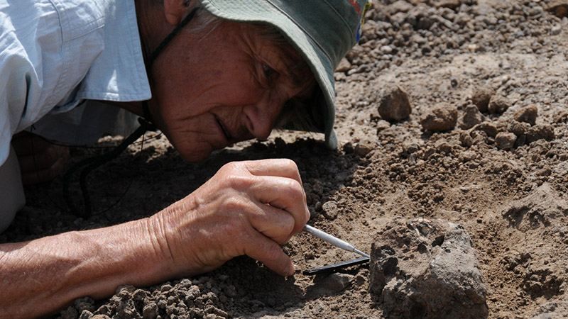 Палеонтологи нашли окаменелости животного, которому 250 миллионов лет Палеонтологи нашли окаменелости животного, которому 250 миллионов лет