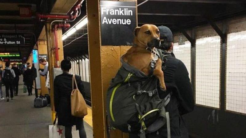 У Нью-Йорку заборонили провозити собак у метро: люди придумали хитрощі, як це обійти 