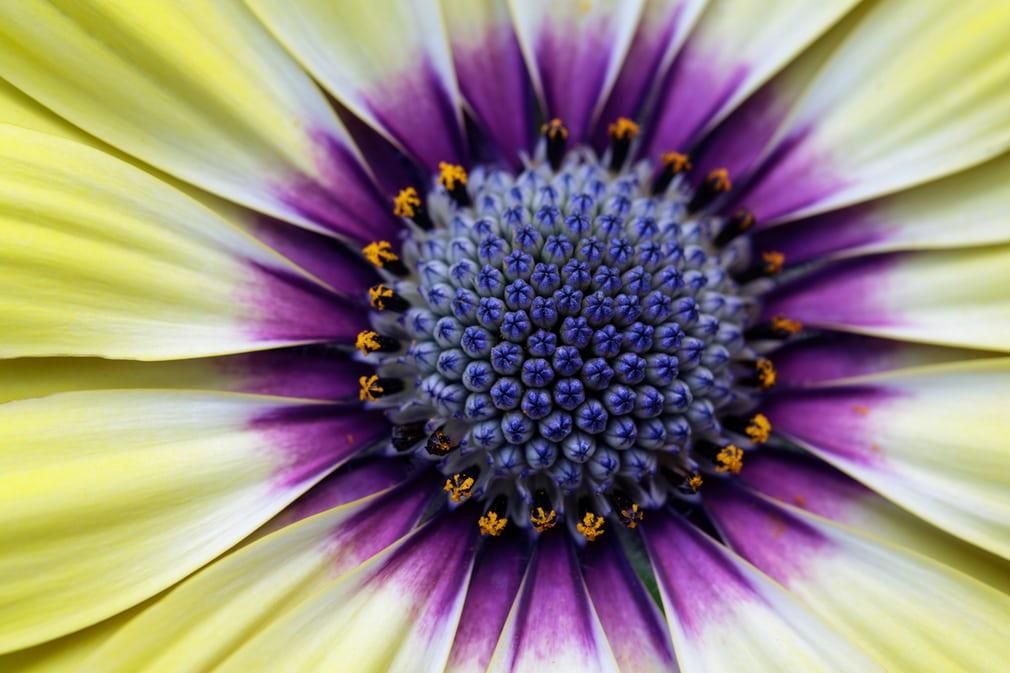 Опубликовали фото победителей конкурса макрофотографий природы: завораживающие снимки Опубликовали фото победителей конкурса макрофотографий природы: завораживающие снимки