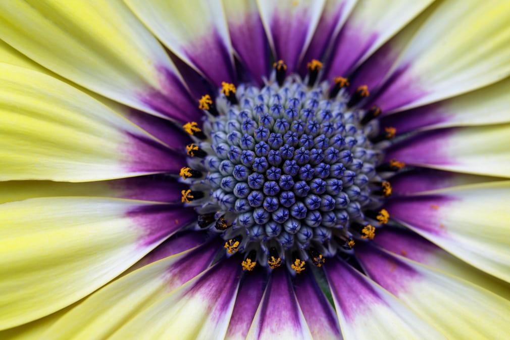 Опубликовали фото победителей конкурса макрофотографий природы: завораживающие снимки