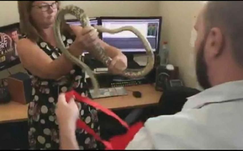Журналістка голими руками витягла з-під комп’ютера живого пітона: відео Журналістка голими руками витягла з-під комп’ютера живого пітона: відео
