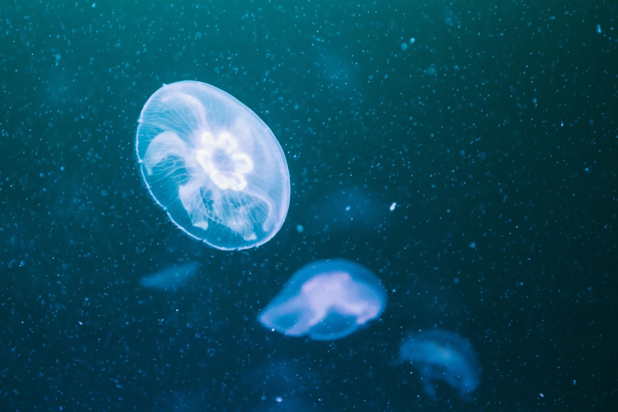 В Данії готуватимуть чіпси із медуз: курйозне фото В Данії готуватимуть чіпси із медуз: курйозне фото