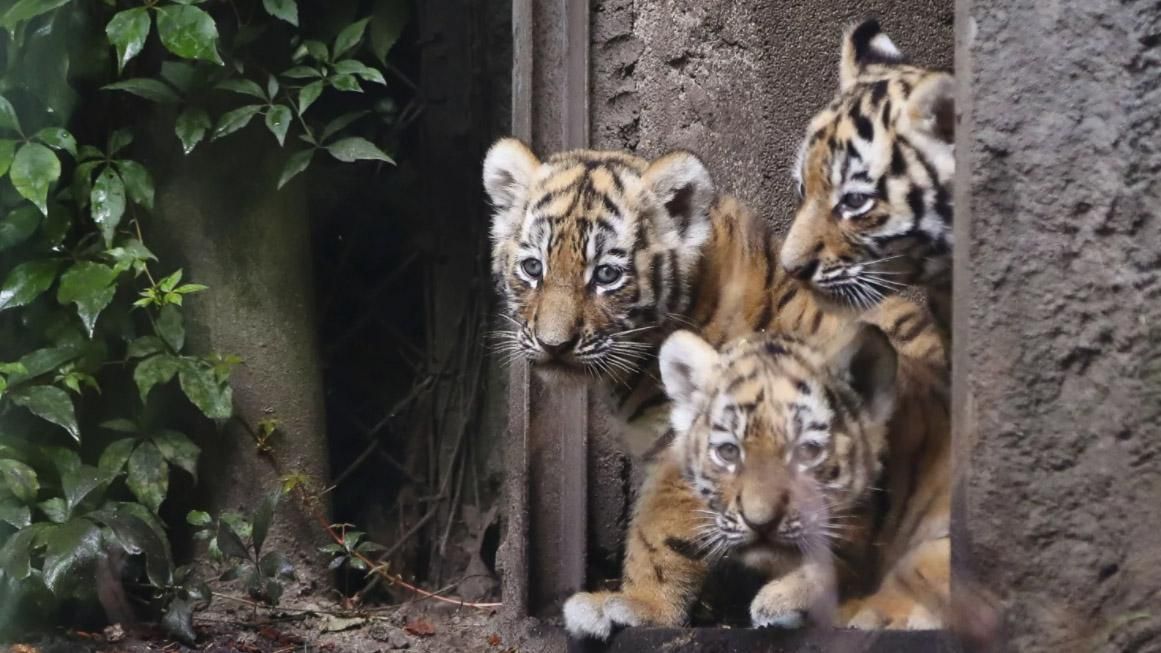 У Німеччині вперше показали новонароджених сибірських тигренят: милі фото 