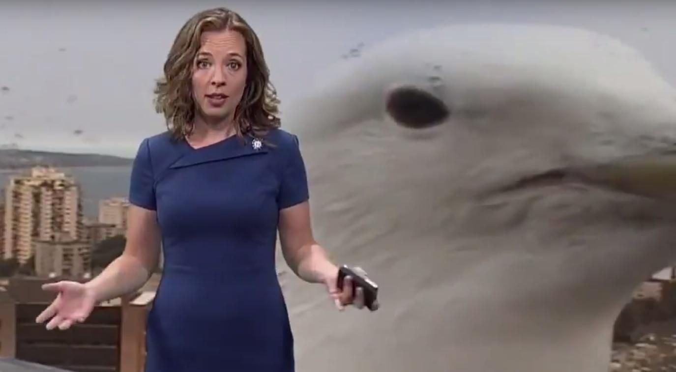 Гігантська чайка ледь не зірвала прямий ефір прогнозу погоди: кумедне відео