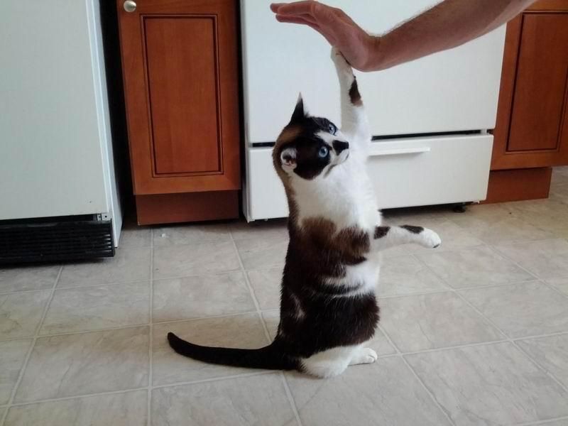 Кота научили профессионально давать "пять": видео