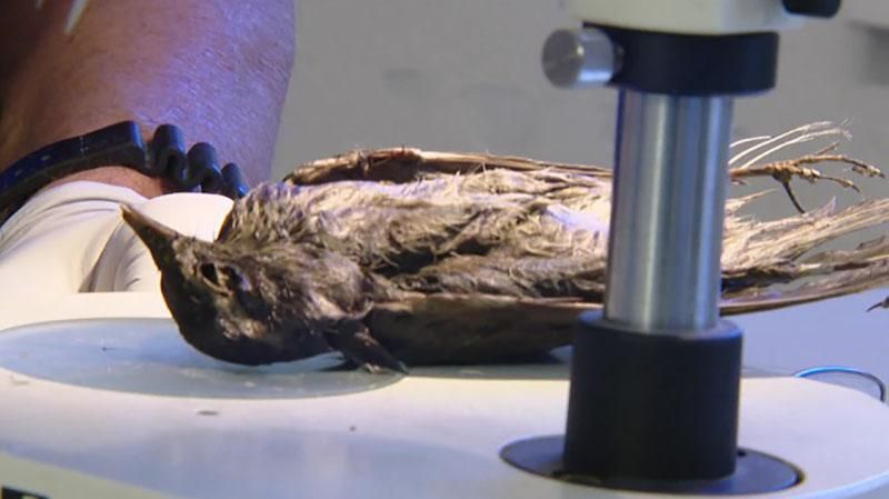 Науковці знайшли залишки птаха, якому понад 4 тисячі років
