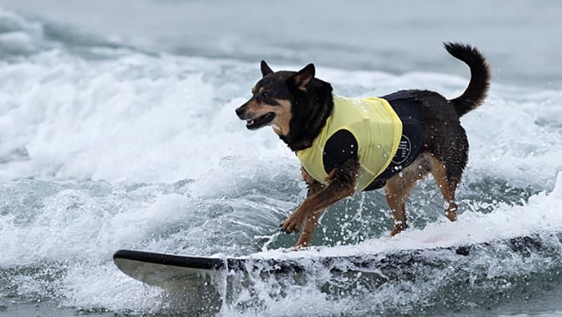 Чемпіонат із серфінгу для собак провели у Каліфорнії: кумедні кадри