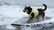 Чемпіонат із серфінгу для собак