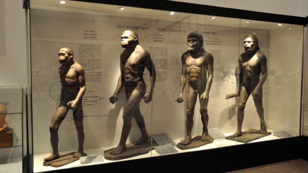 Вчені зробили сенсаційний висновок щодо еволюції людини Вчені зробили сенсаційний висновок щодо еволюції людини