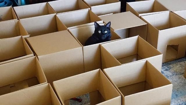 Чоловік створив лабіринт для котів: кумедне відео Чоловік створив лабіринт для котів: кумедне відео