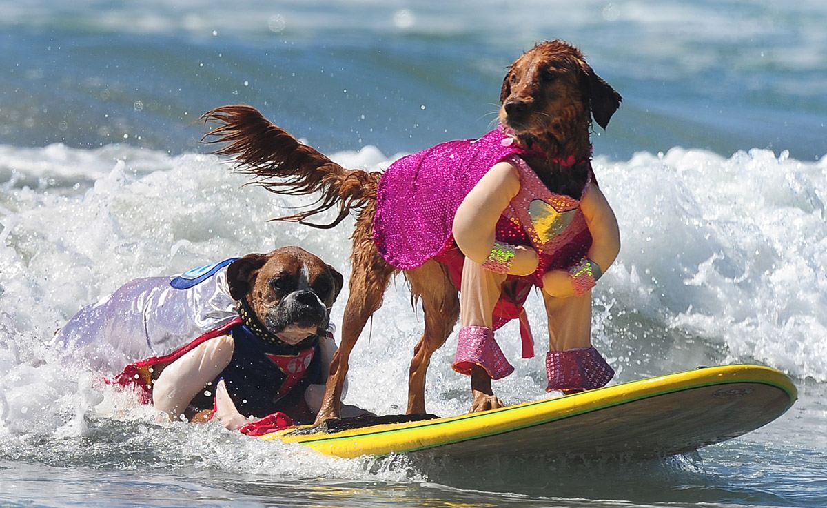 В Каліфорнії пройшов чемпіонат з серфінгу серед собак: неймовірні фото та відео з соцмереж