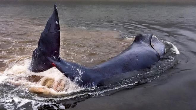 13-метровый кит спасся от ловушки в реке в России