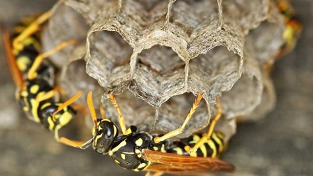 Мужчина поджег дом, когда пытался прогнать ос Мужчина поджег дом, когда пытался прогнать ос