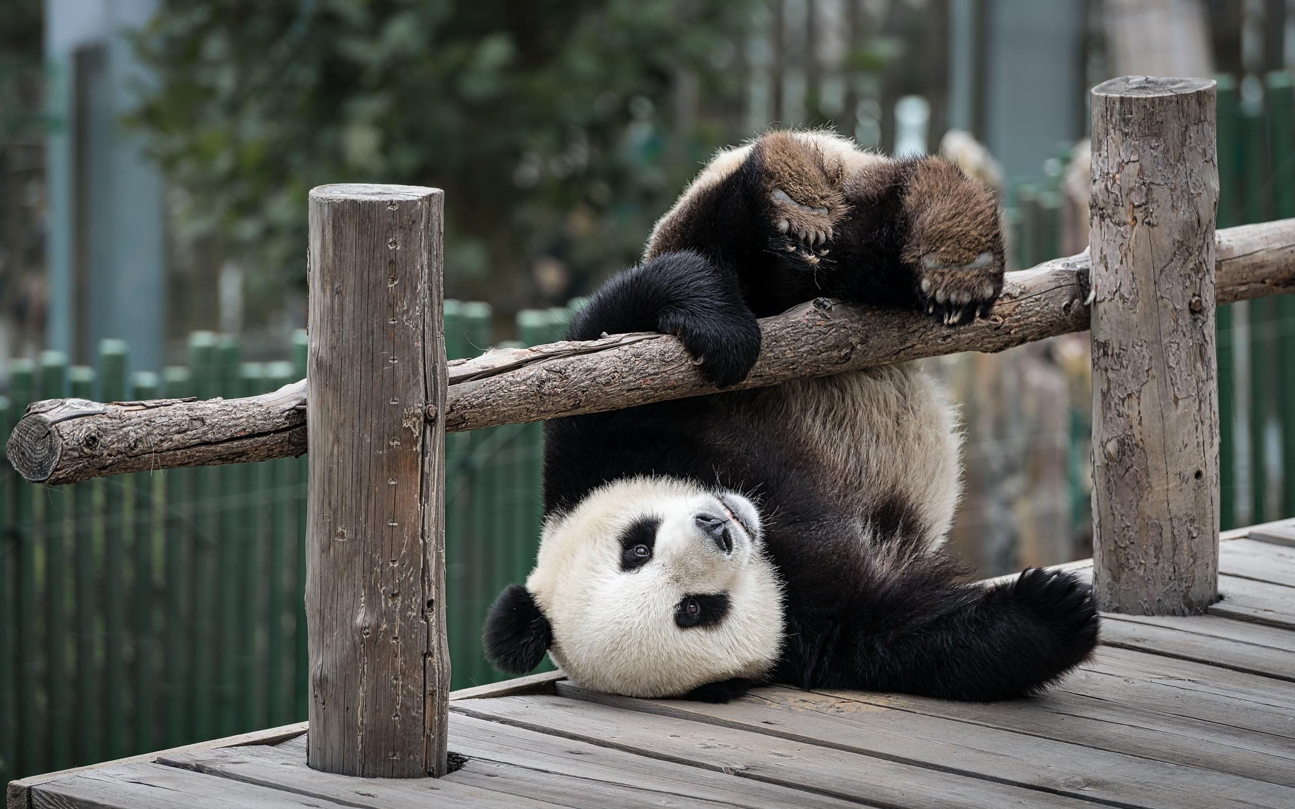 Бесконечный поток падающих панд: невероятно милое видео