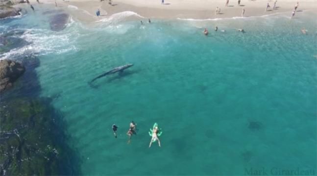 Шестиметровый кит плавал у берега популярного курорта: курьезное видео