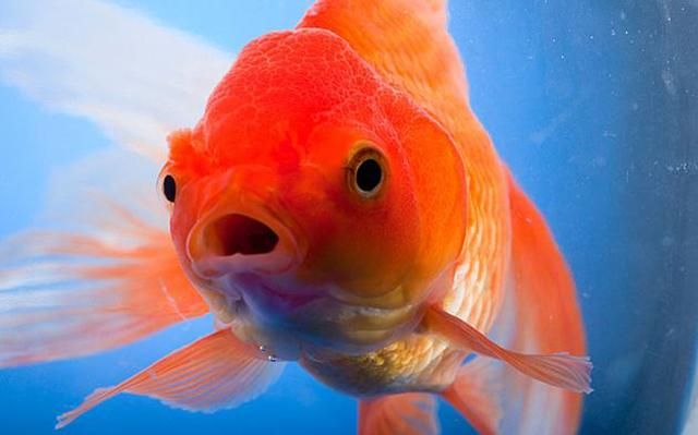Яка речовина допомагає золотим рибам жити під кригою: неочікувана відповідь