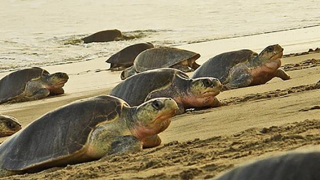 В Мексике готовятся к нашествию черепах В Мексике готовятся к нашествию черепах
