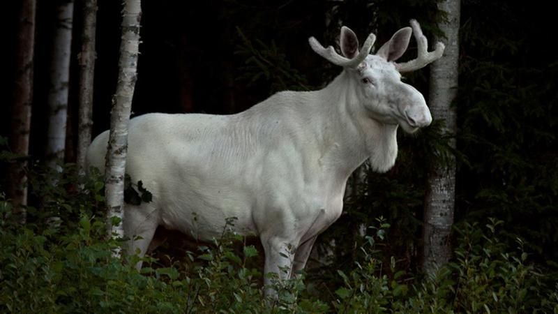 Рідкісного білого лося показали на відео 