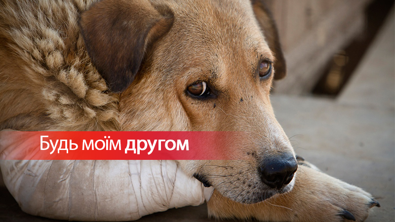 День бездомных животных: 5 причин взять питомца из приюта День бездомных животных: 5 причин взять питомца из приюта