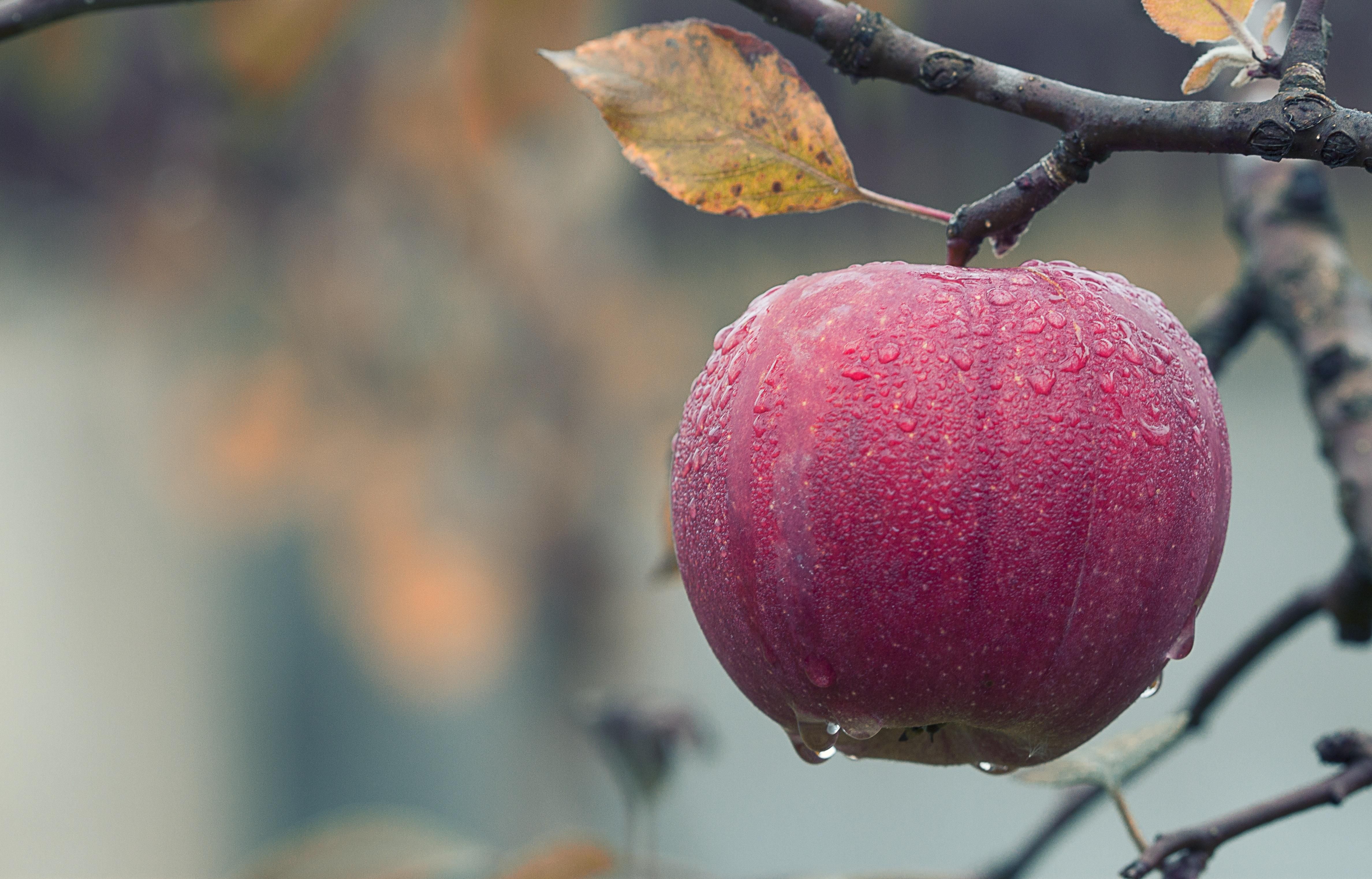 Ученые определили родину яблок