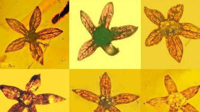 В янтаре ученые нашли доисторический цветок