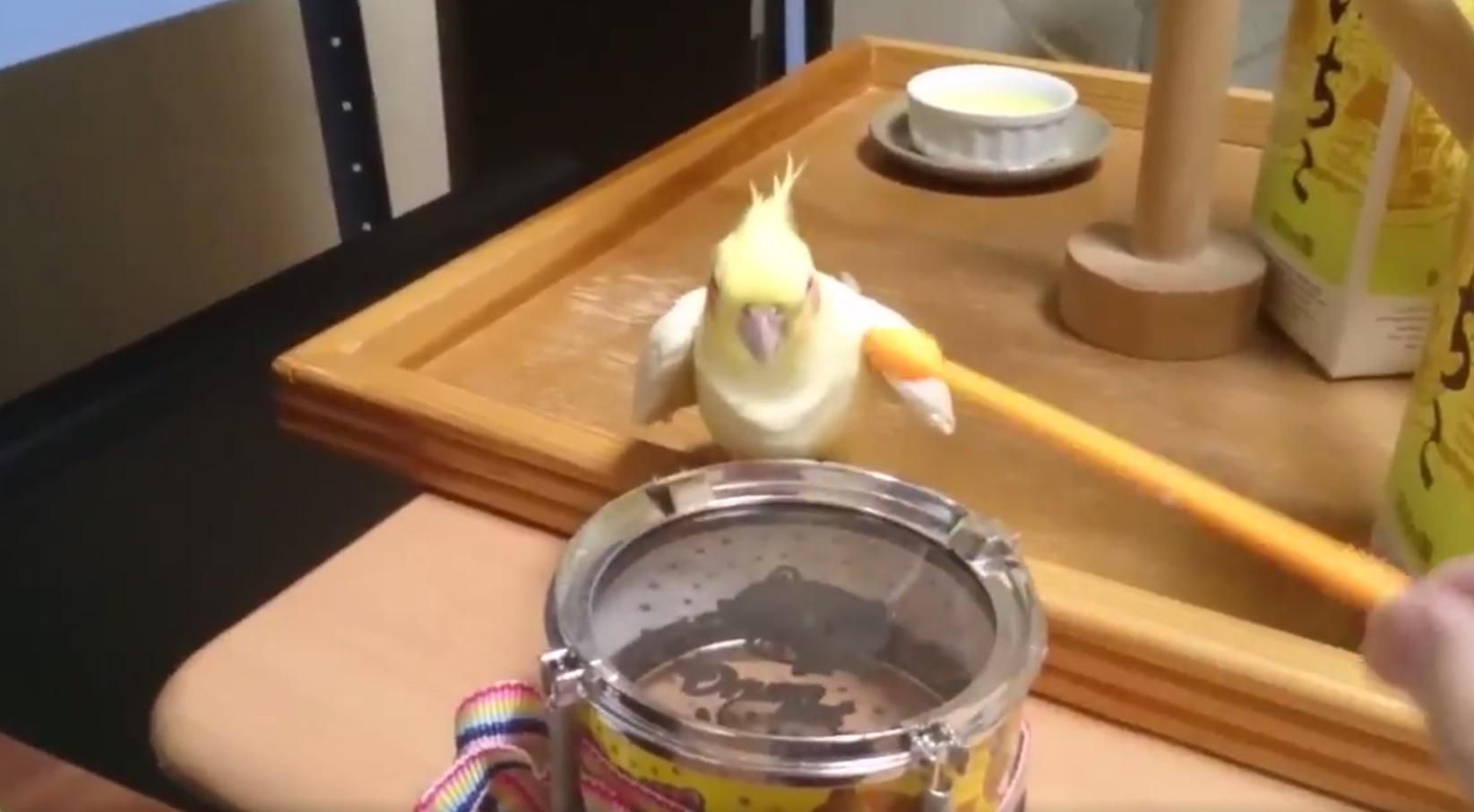 Попугай-барабанщик: животное взорвало сеть своим необычным умением
Попугай-барабанщик: животное взорвало сеть своим необычным умением