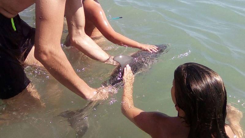 Люди замучили дитинча дельфіна, роблячи з ним селфі 