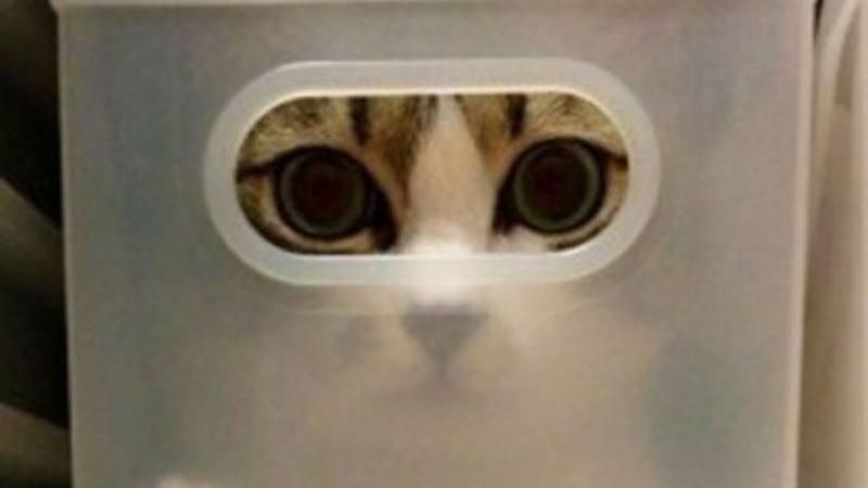 Необычные места отдыха котов: курьезная подборка фото Необычные места отдыха котов: курьезная подборка фото