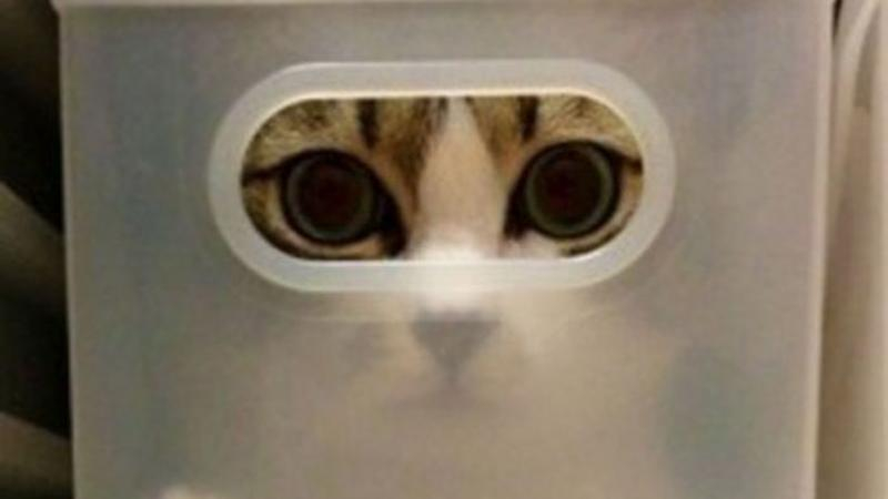 Необычные места отдыха котов: курьезная подборка фото