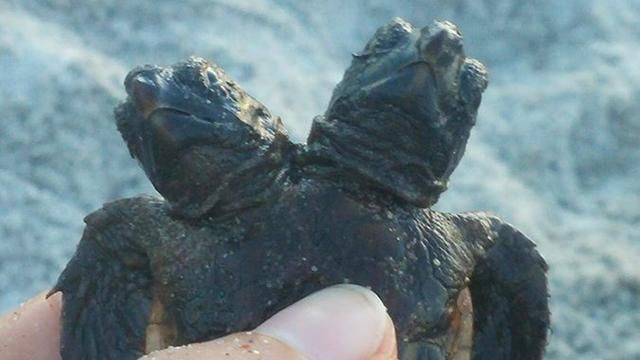 Двуглавую морскую черепаху нашли в США: фото