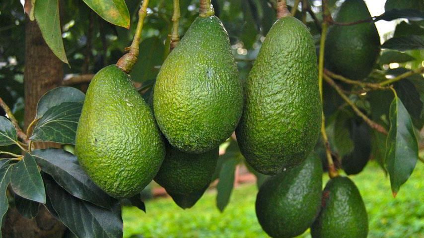 Воры массово воруют экзотический фрукт и продают его через Facebook Воры массово воруют экзотический фрукт и продают его через Facebook