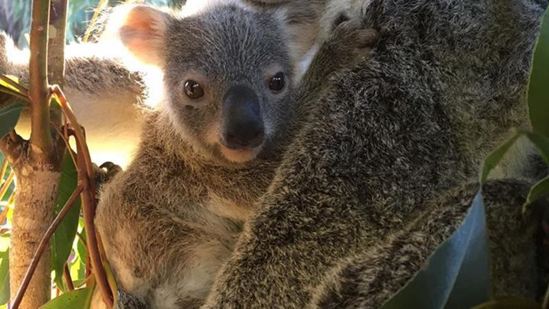 Редкостная белая коала родилась в зоопарке Австралии: фото