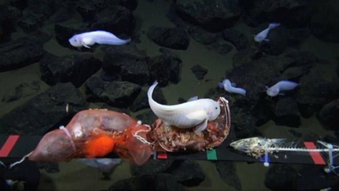 Ученым удалось заснять на видео рыбу, которая живет на рекордной глубине