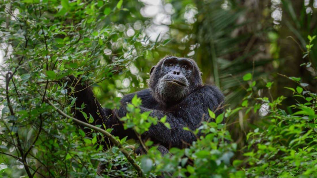 Мавпи стають мутантами через вплив пестицидів: жахливі висновки вчених