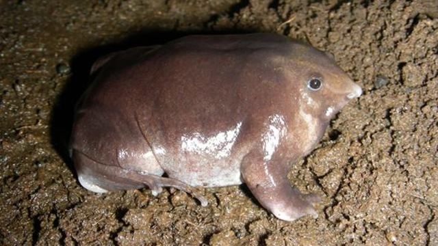 Новий вид рідкісної жаби виявили в Індії Новий вид рідкісної жаби виявили в Індії