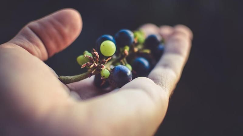 Як вибрати виноград: корисні поради 
