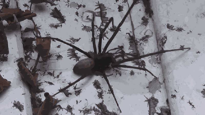 Павук-гігант налякав фермера: страхітливі фото і відео 