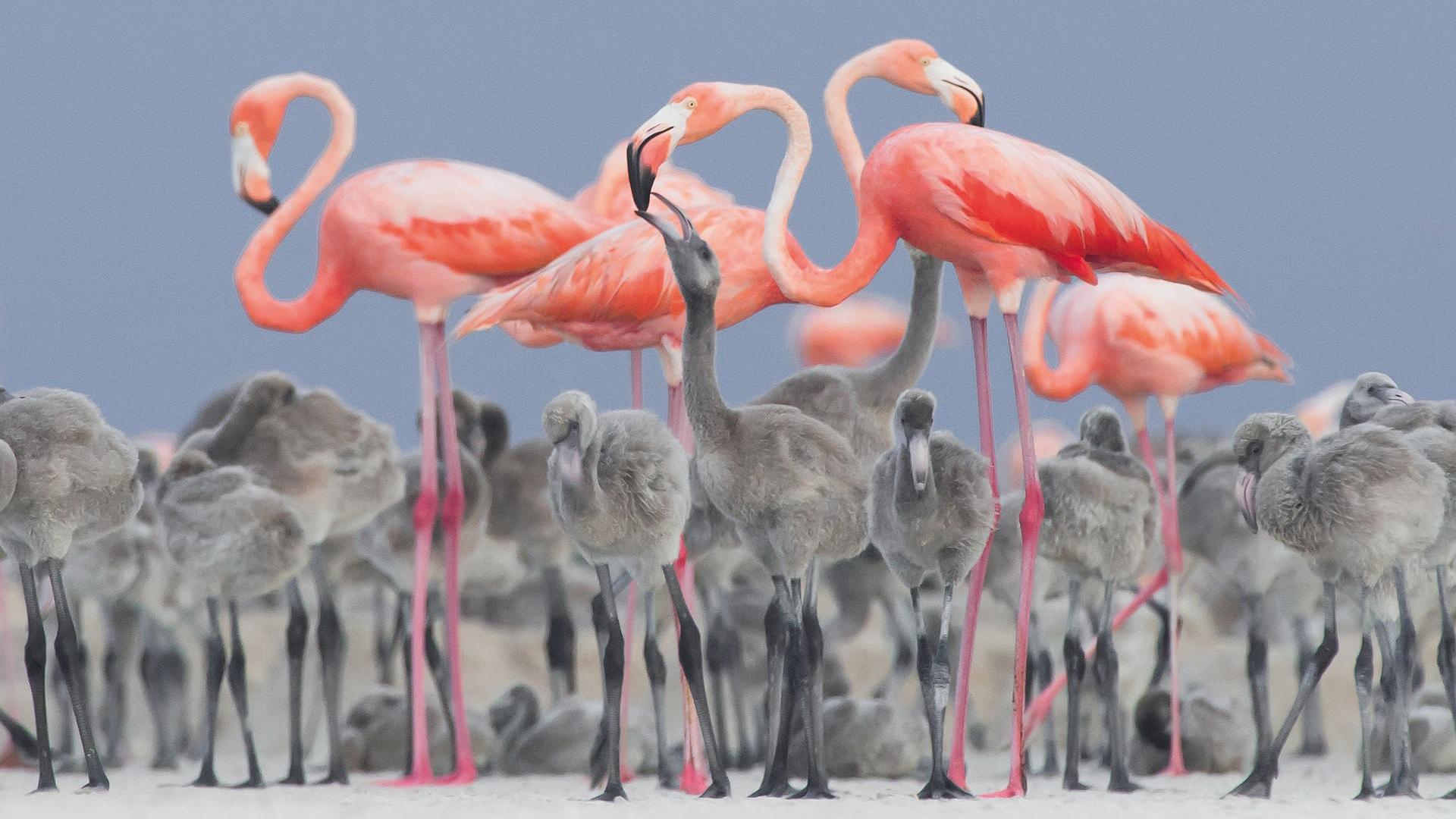 Невероятная красота: объявлены победители орнитологического фотоконкурса-2017