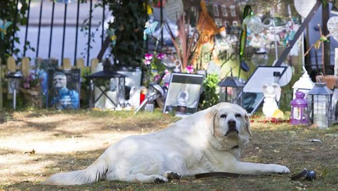 Новый Хатико: пес Джорджа Майкла уже несколько месяцев ждет хозяина у его мемориала