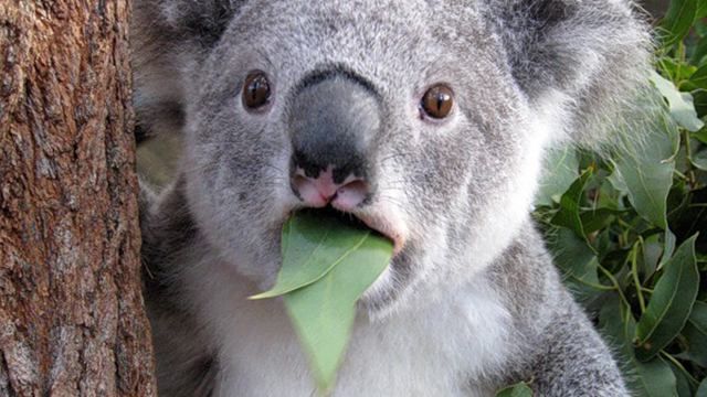 Коали – на межі вимирання, – вчені Коали – на межі вимирання, – вчені