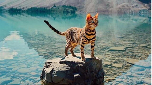Кошка, которая очень много путешествует: живописные фото