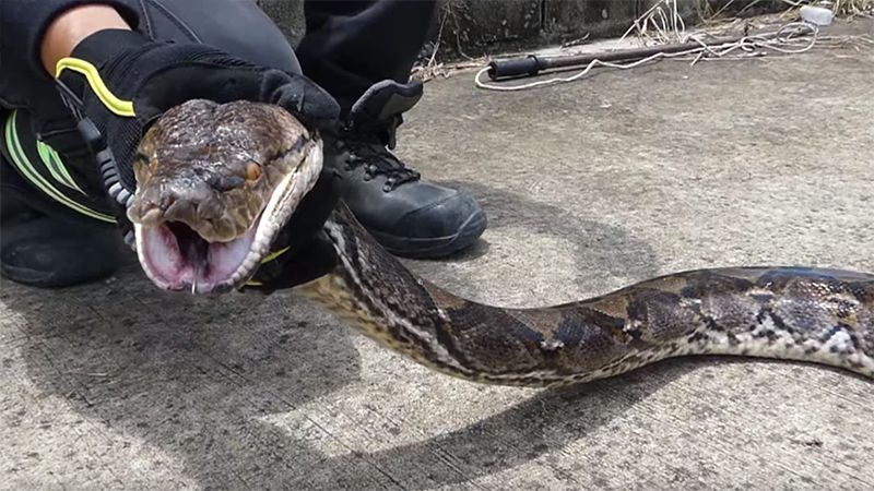 Велетенський пітон проковтнув домашнього кота: шокуюче відео Велетенський пітон проковтнув домашнього кота: шокуюче відео