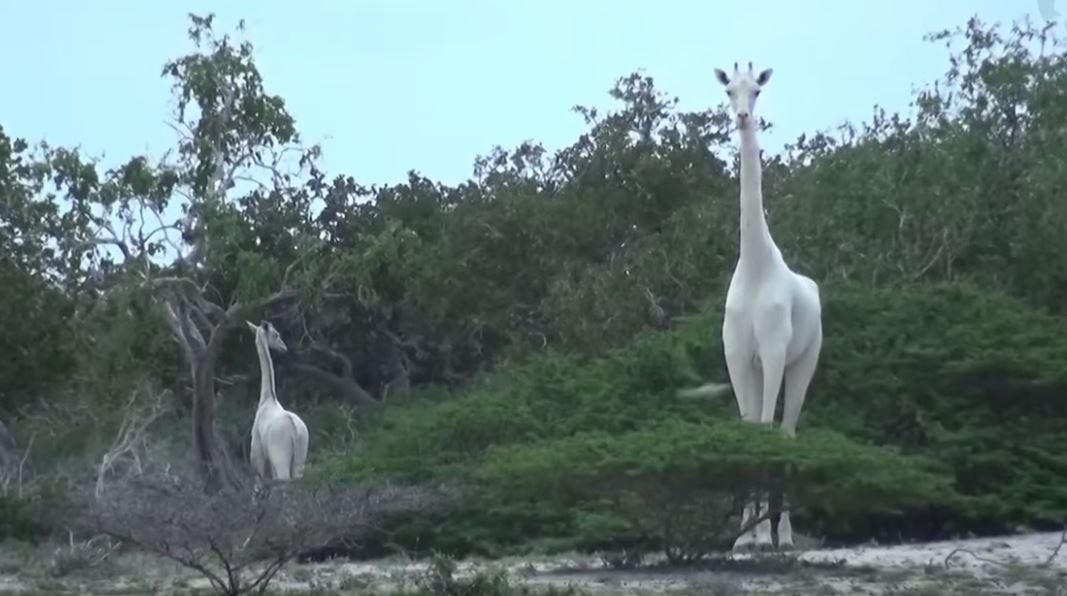 У Кенії помітили унікальних білих жирафів: рідкісні кадри