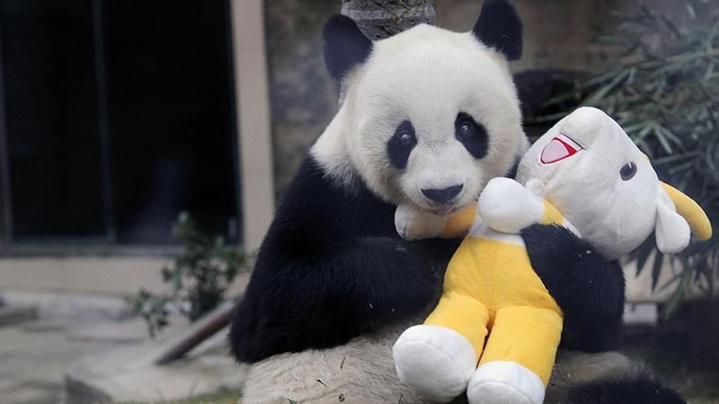 Померла найстаріша в світі панда 